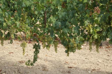 Setmana de la Malvasia de Sitges 2025